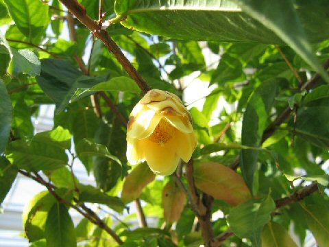 Camellia cucphuongensis