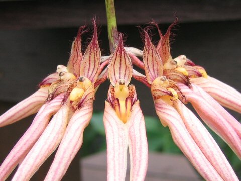Cirrhopetalum cv. Louis Sander