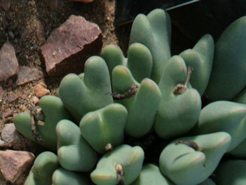 Conophytum bilobum subsp. bilobum