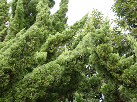 Juniperus chinensis cv. Pyramidalis