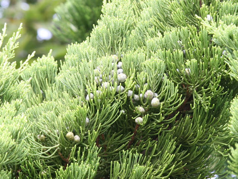 Juniperus chinensis cv. Pyramidalis