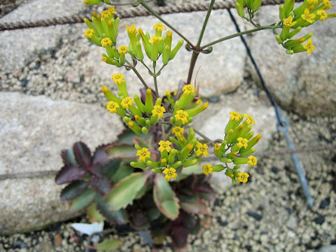 Kalanchoe longiflora var. coccinea