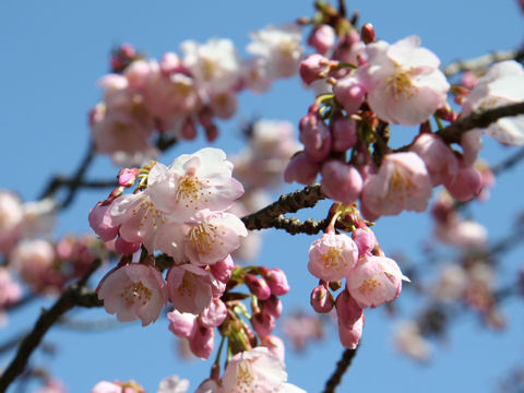 Prunus x kanzakura cv. Kanzakura