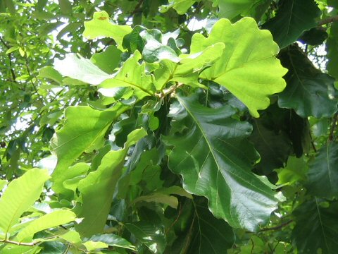 Quercus dentata