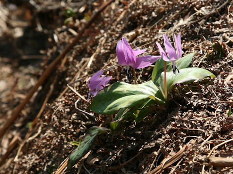 Erythronium japonicum