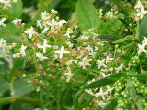 Galium verum var. asiatica f. nikkoense