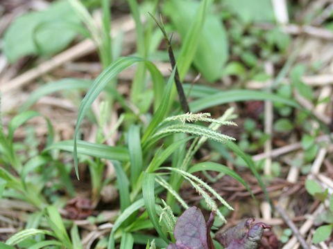 Carex incisa