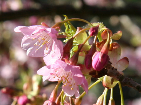 Prunus x kanzakura cv. Kawazu-zakura
