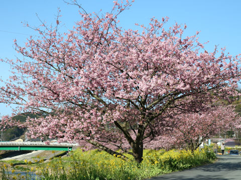 Prunus x kanzakura cv. Kawazu-zakura