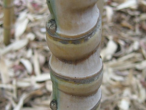 Phyllostachys aurea f. koi
