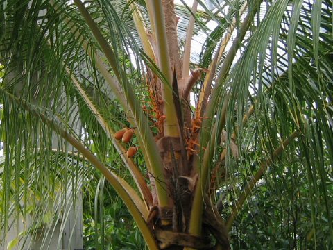 Cocos nucifera cv. Golden Malayan