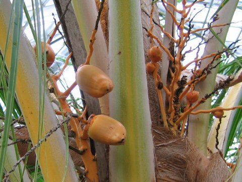 Cocos nucifera cv. Golden Malayan