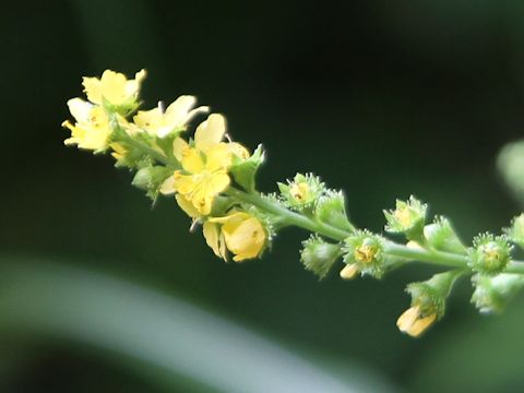 Agrimonia pilosa var. japonica