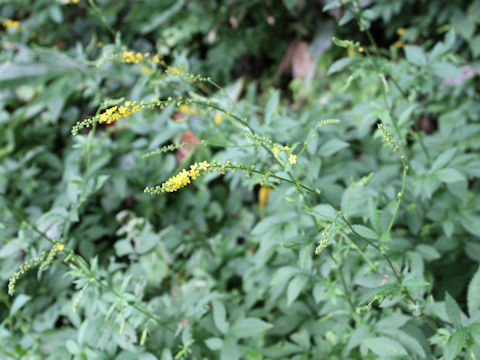 Agrimonia pilosa var. japonica