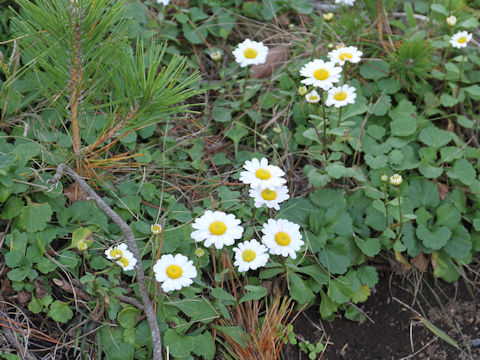 Chrysanthemum arcticum ssp. maekawanum