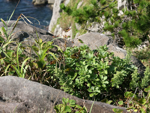 Chrysanthemum arcticum ssp. maekawanum