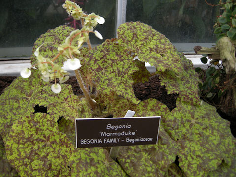 Begonia cv. Marmaduke