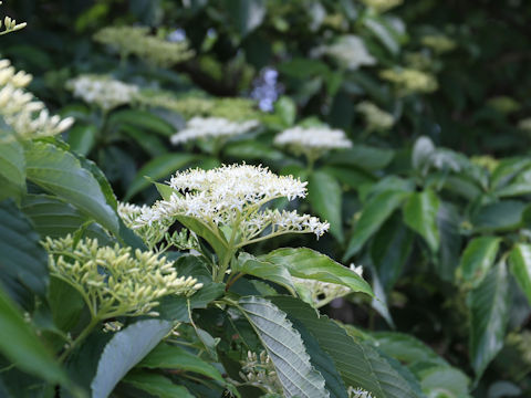Swida macrophylla