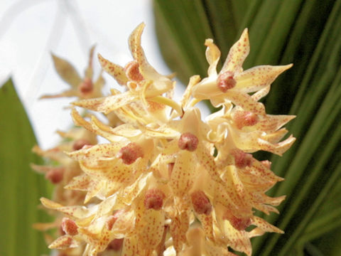 Xylobium leontoglossum