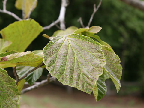 Hamamelis japonica var. obtusata