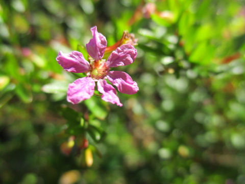 Cuphea hyssopifolia