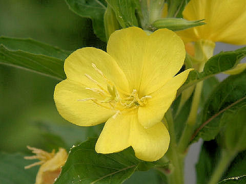 Oenothera biennis