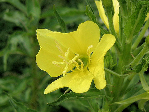 Oenothera biennis