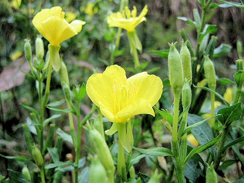 Oenothera biennis