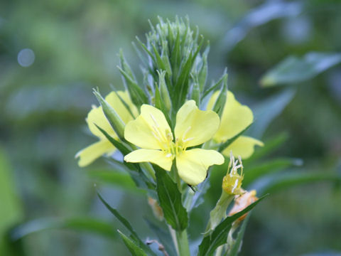 Oenothera biennis