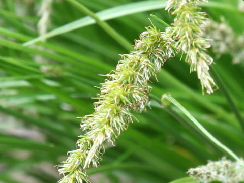 Carex albata