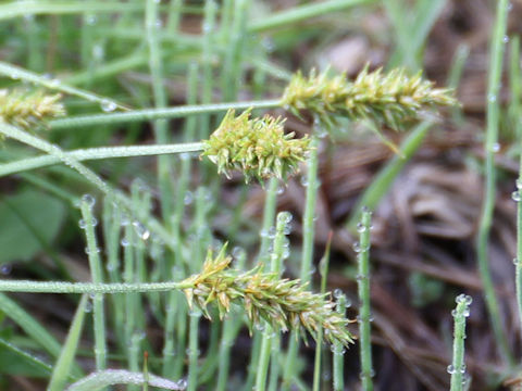 Carex albata
