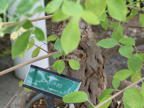 Vitex trifolia cv. Purpurea