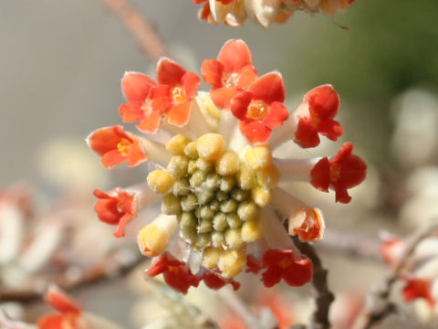 Edgeworthia chrysantha cv. Rubra