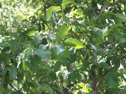 Quercus polymorpha