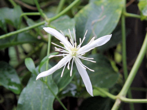 Clematis terniflora var. boninensis