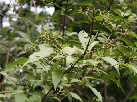 Callicarpa japonica