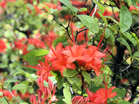 Rhododendron prunifolium