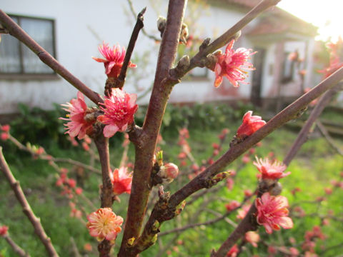 Prunus persica var. nectarina cv. Alba