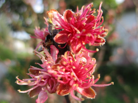 Prunus persica var. nectarina cv. Alba