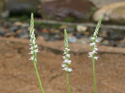 Spiranthes sinensis var. amoena f. albescens