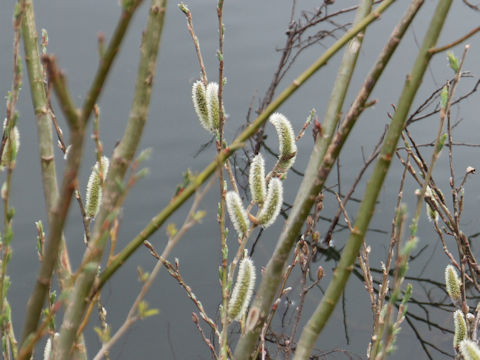 Salix gracilistyla