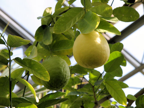 Citrus limon cv. Ponderosa