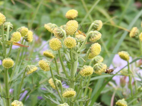 Artemisia arctica ssp. sachalinensis