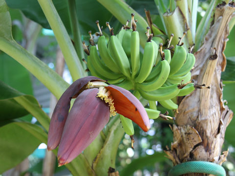 Musa acuminata cv. Dwarf Cavendish