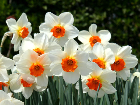 Narcissus cv. Barrett Browning