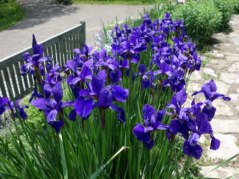 Iris sibirica x sanguinea