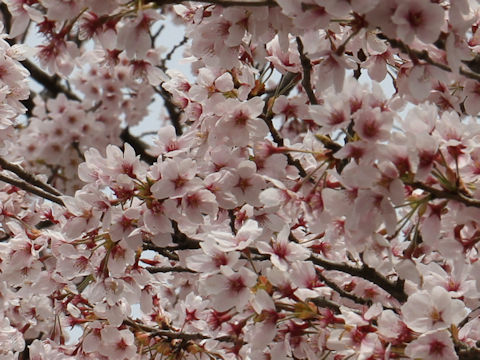 Prunus x yedoensis