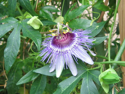 Passiflora incarnata