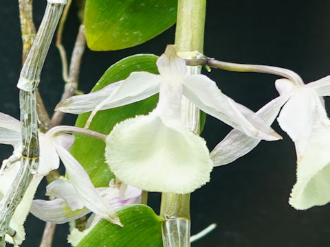 Dendrobium aphyllum