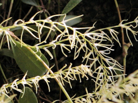 Dendrochilum yuccaefolium